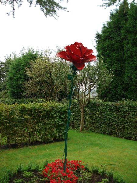 Dorothy's Garden Rose