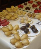 vegetables vegetables