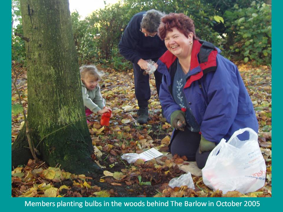 Planting Daffodils in the woods behind The
                    Barlow