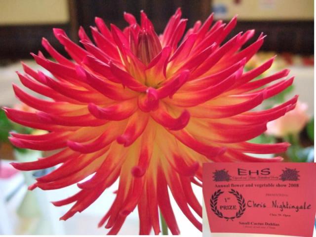 New Stewards Rosette 2008