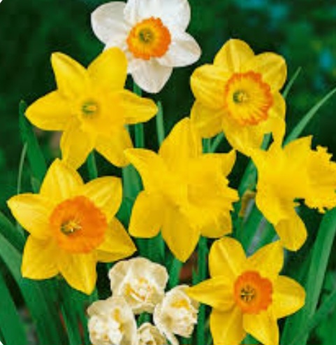 Daffodils