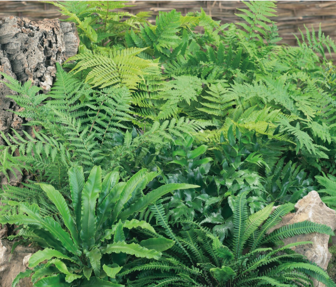 Picture of ferns