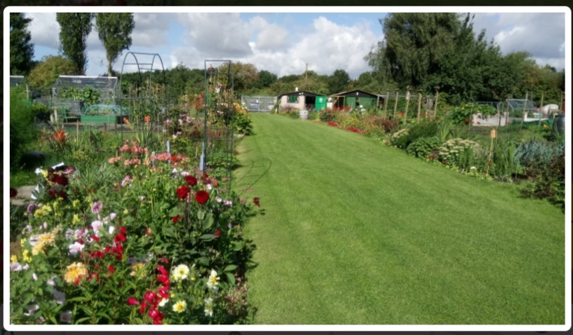 Modd Park Allotments