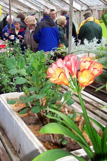 Claughton Hall - Clivia