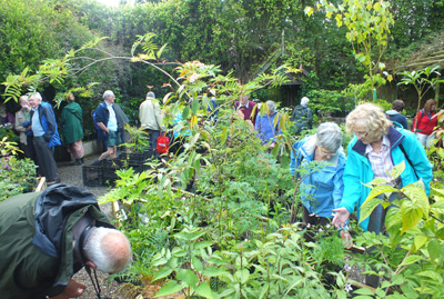 Plant sales area at Crug Farm