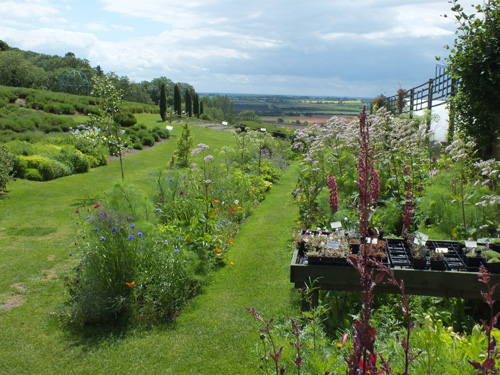 Yorkshire Lavender