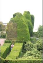 Yew Hedge at Powis Castle