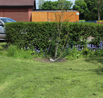 Centenary Tree
                  shortly after the grass had been cut
