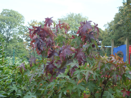 Autumn colour is
                  just beginning to show