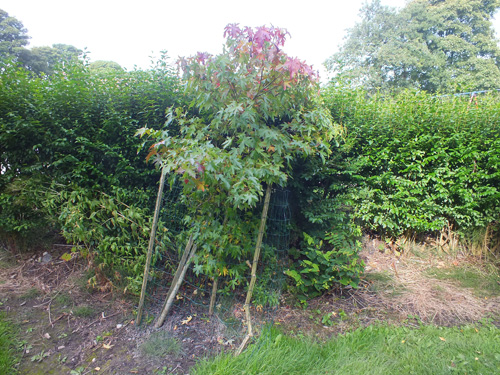 2013 update on
                  Liquidambar styraciflua