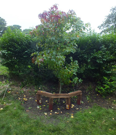 Tree after
                  re-staking